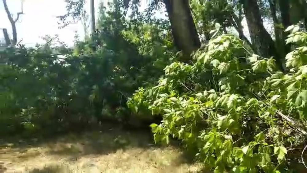 «Бишкекзеленстрой» уберет упавшее дерево в парке «Молодежный»
