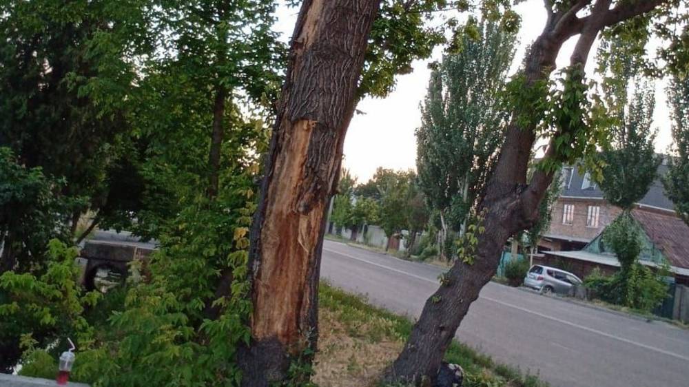С дерева на Тоголок Молдо при ветре сыпятся ветки. Фото