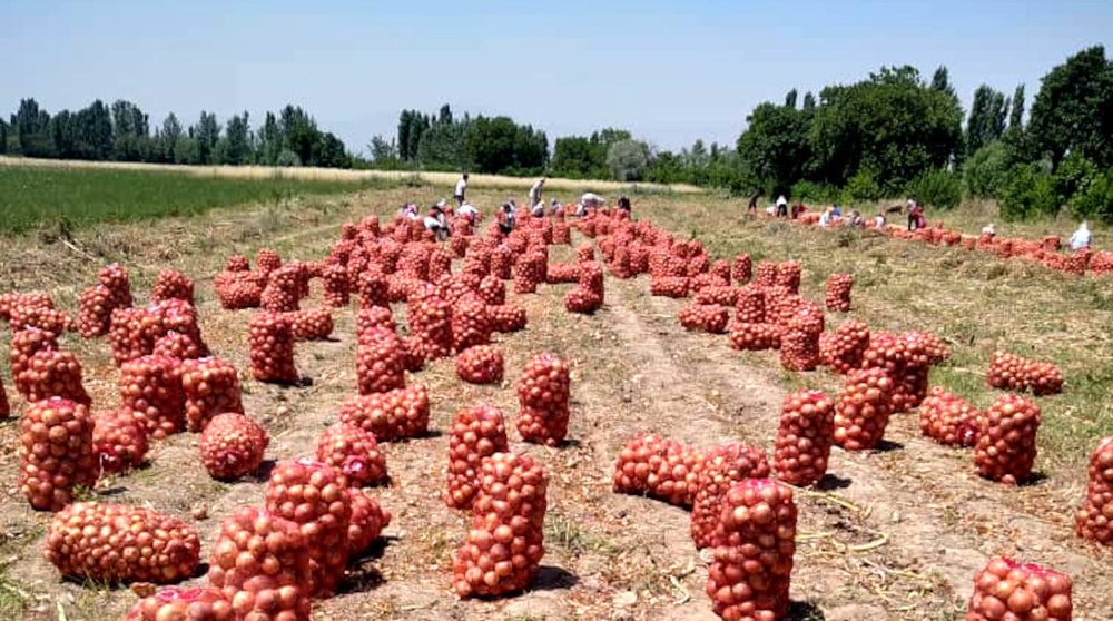 Иллюстративное фото