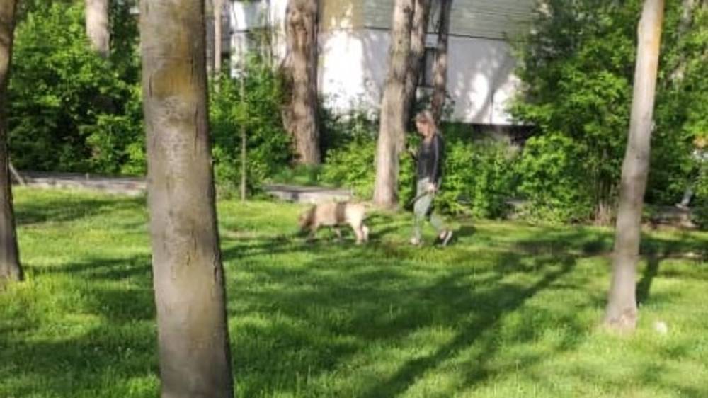 Можно ли в Ореховой роще выгуливать собак? - горожанин