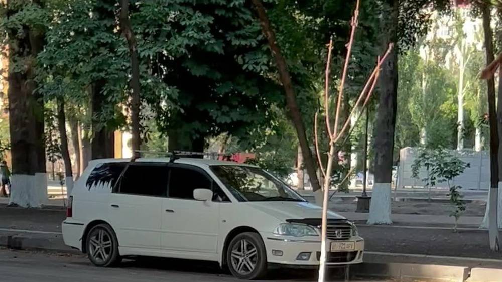 У здания Минфина высыхают саженцы каштанов. Видео