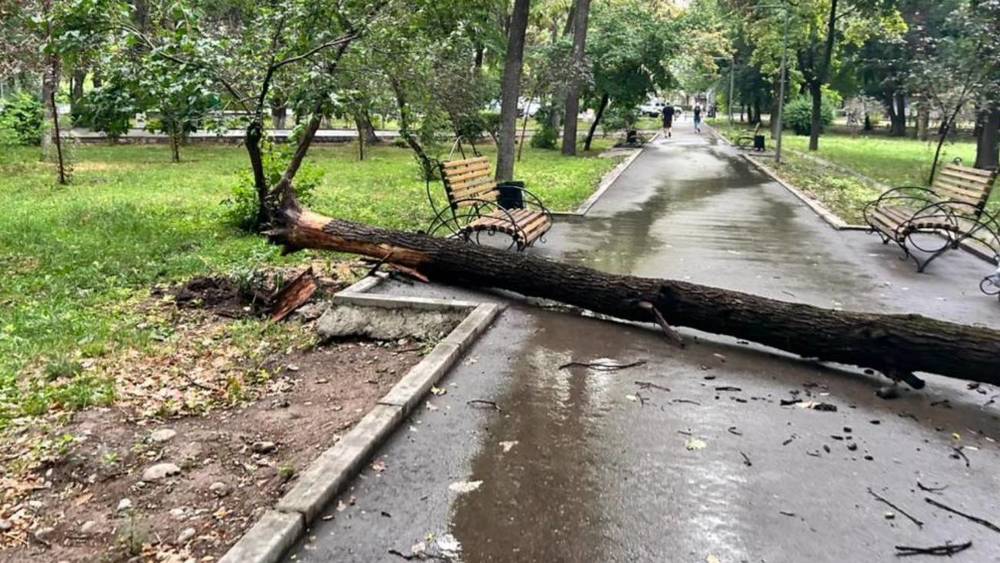 В сквере на Тоголок Молдо—Московская упало дерево. Фото