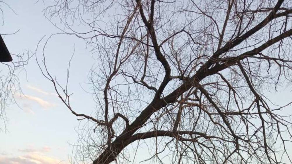 Горожанка просит спилить сухое дерево во дворе дома на Молодой Гвардии. Фото
