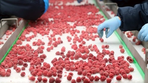 экспорт ягод