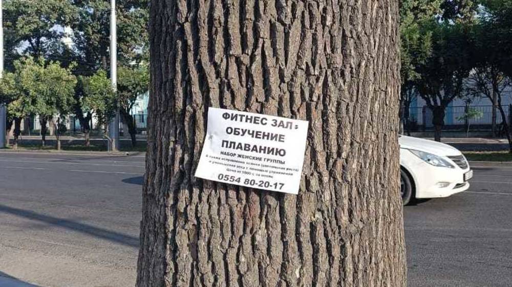 В Бишкеке на дереве развесили рекламу