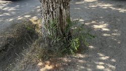 Деревья по улице Льва Толстого не поливают, - горожанин