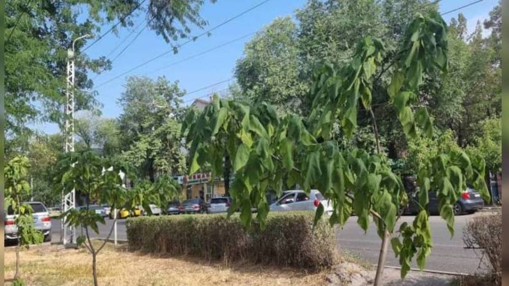Деревья по улице Московской поливают каждый вечер, - мэрия