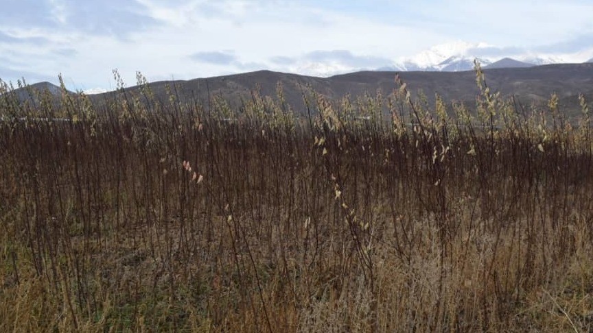 Иллюстрациялык сүрөт