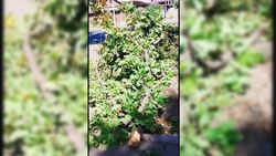 На тротуар по Месароша—9 января упала большая ветка. Фото