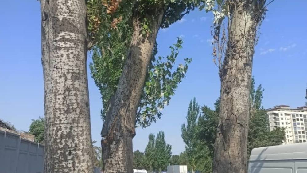 Горожанин: На Толстого оставили поврежденные деревья, которые могут упасть