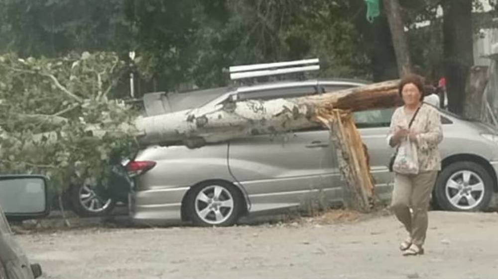 Дерево по Исанова, упавшее из-за ветра, убрали