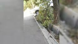 По Тыныстанова валяется упавшее дерево, - горожанин