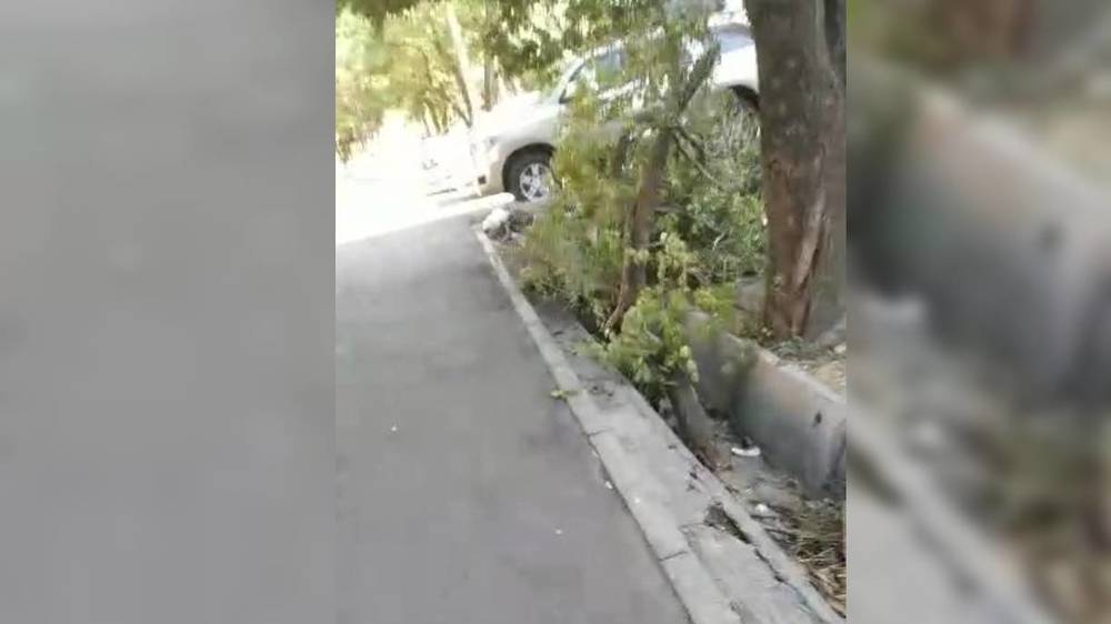 По Тыныстанова валяется упавшее дерево, - горожанин