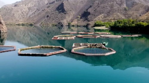 Рыбное Хозяйство