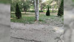 Деревья и траву в парке имени Д. Асанова поливают водой с цементом? - горожанин