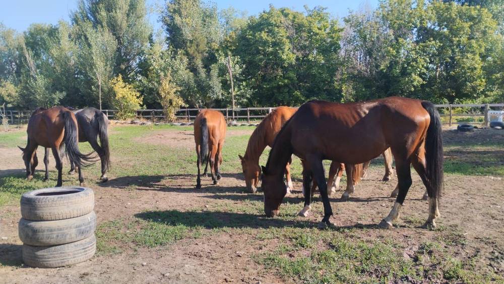 На Южной магистрали снова пасутся лошади: Чабана оштрафовали на 5500 сомов. Фото мэрии