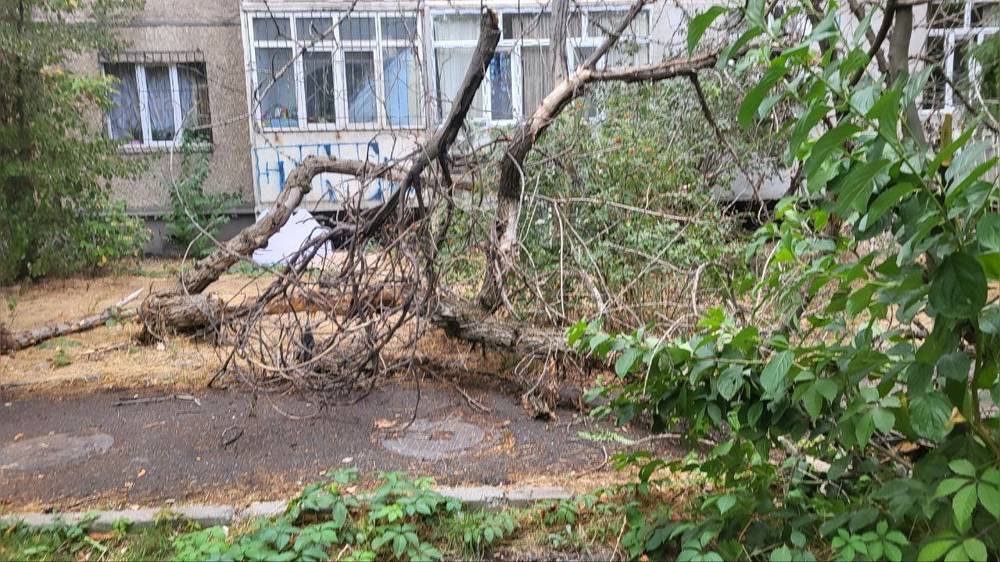 В 7 мкр упало дерево. Фото