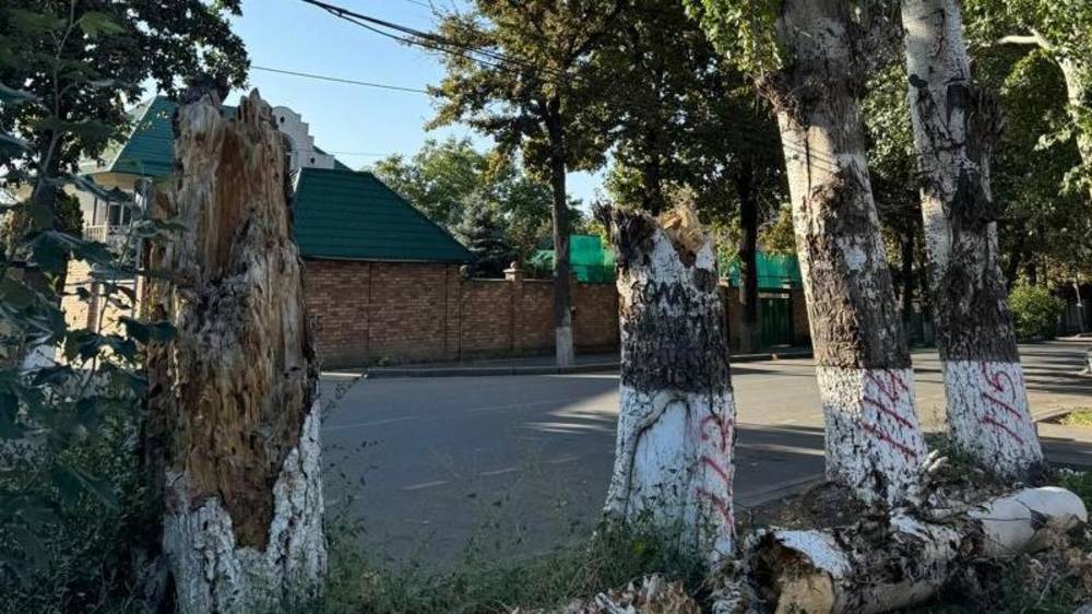 Горожанин просит спилить тополя на Дзержинского. Видео