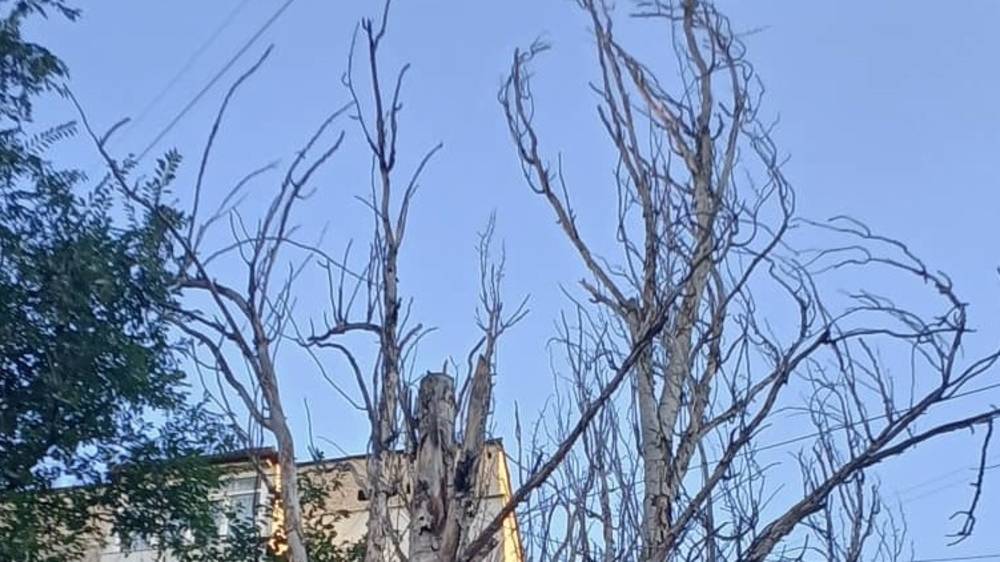 Во дворе дома в Юг-2 два сухих дерева. Фото горожанки