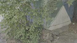 Горожанин просит убрать гаражи на Боконбаева—Коенкозова. Видео
