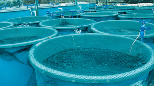 убойный пункт