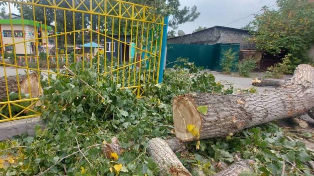 Возле детсада в Газгородке срубают деревья. Почему? Видео горожанина