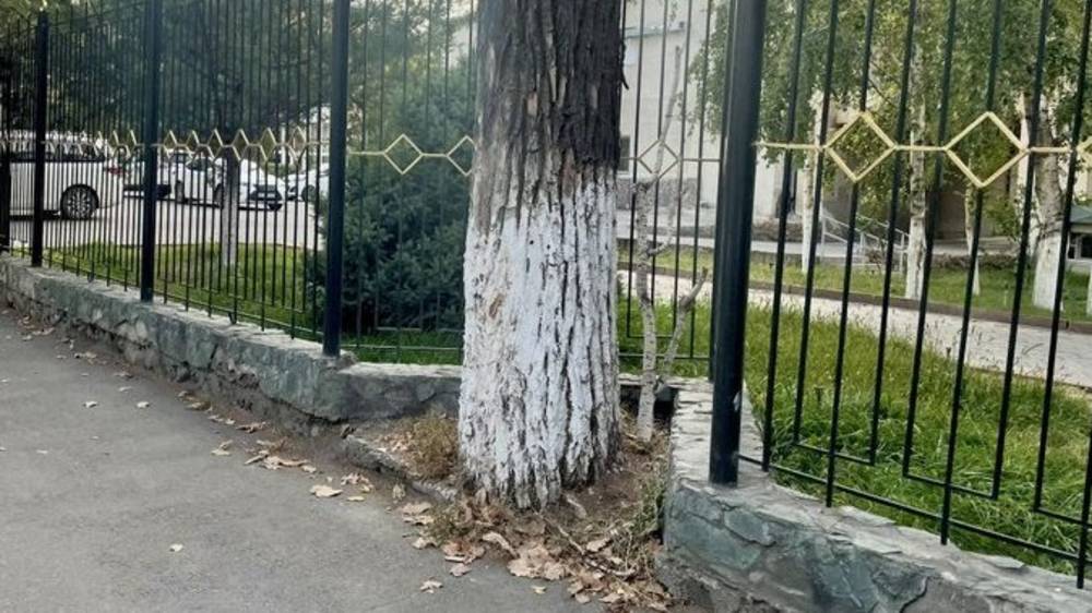 Дерево на Панфилова не стали вырубать, а обустроили забор вокруг него. Фото