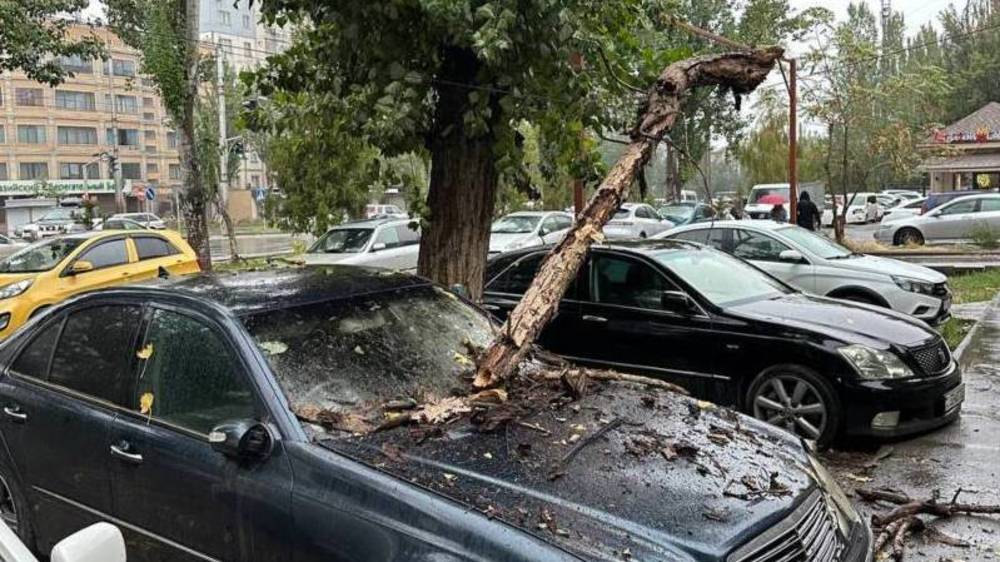 На Ибраимова одно и то же дерево во второй раз повредило машину. Фото горожанина