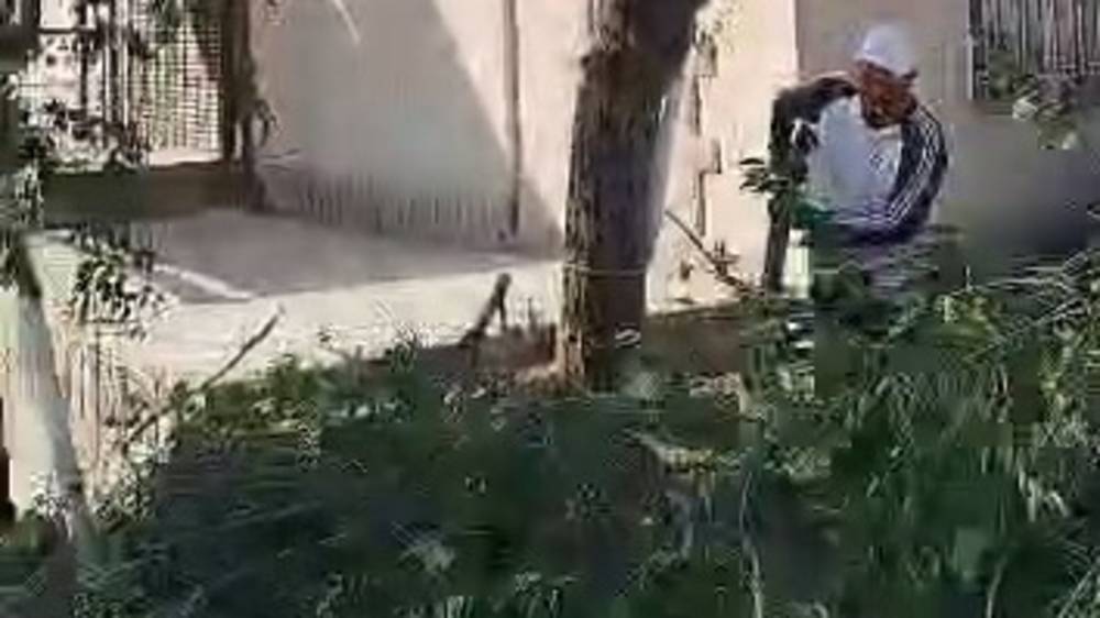 «Бишкекзеленстрой» убрал упавшую ветку на Малдыбаева. Видео