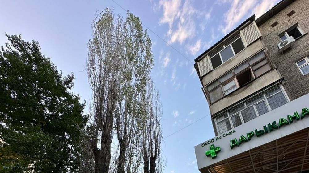 Горожанин жалуется на сухое дерево на Гоголя. Видео
