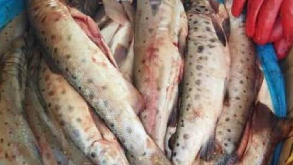На Орто-Сайском рынке продают иссык-кульскую форель, которая пошла на нерест, - горожанин