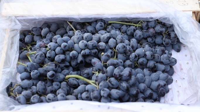 Иллюстрациялык сүрөт