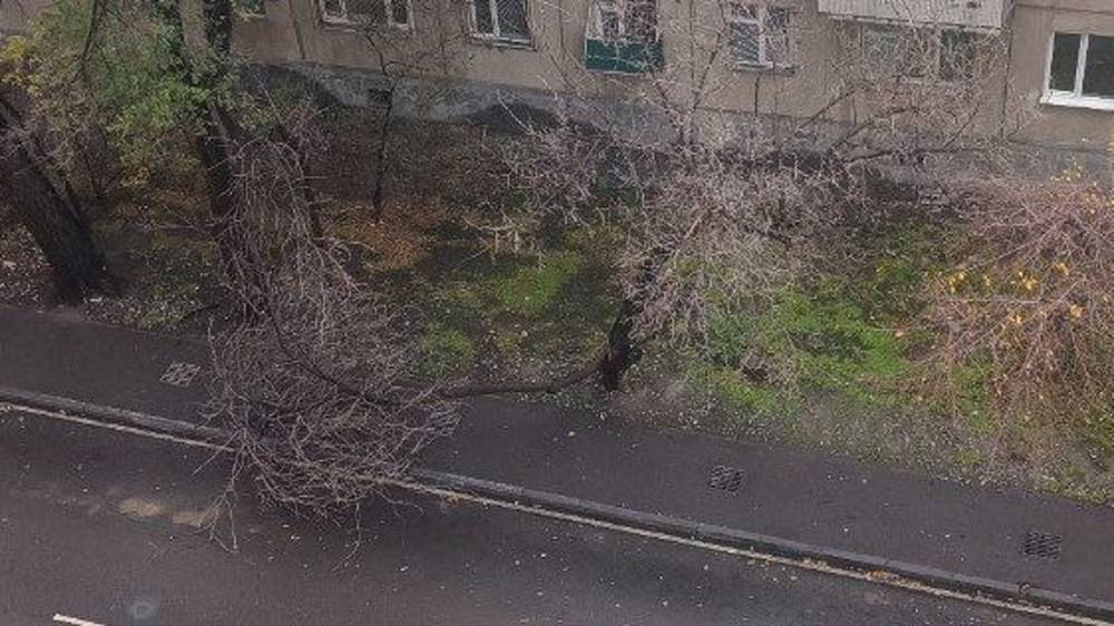 На ул.Элебаева дерево упало на тротуар. Фото
