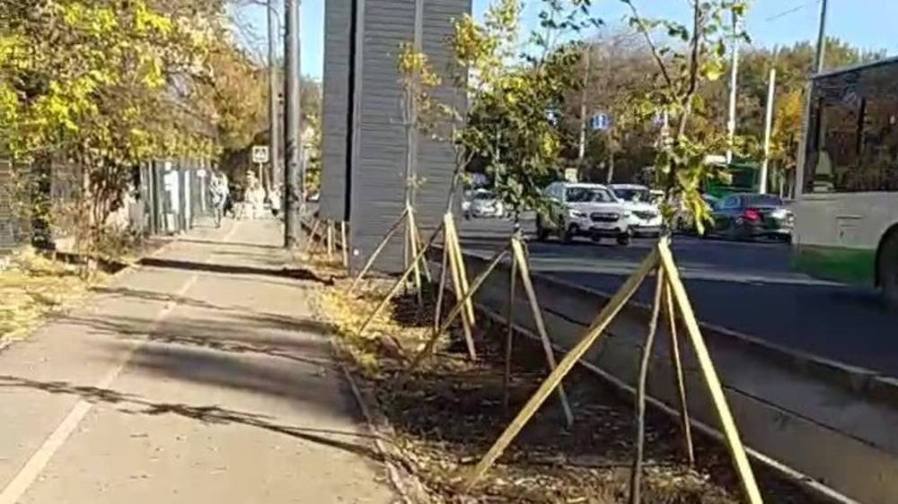 На Советской вместо спиленных берез посадили саженцы. Видео горожанина