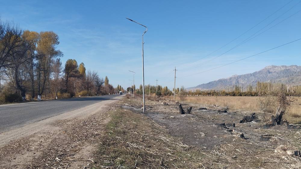 В Бакай-Атинском районе летом срубили около 500 деревьев. Законно ли? Видео и фото местного жителя