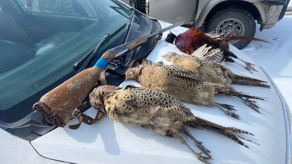 Иллюстрациялык сүрөт