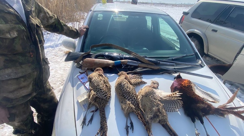 Иллюстрациялык сүрөт