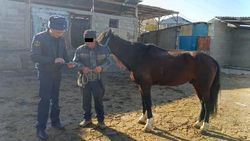 Милиция провела беседу с владельцем лошадей, которые паслись возле «Ынтымак Ордо»