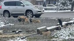 Горожанин жалуется на бродячих собак на Южной магистрали. Фото