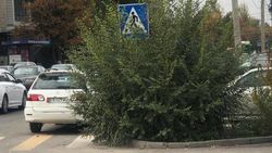 Куст на Суеркулова закрывает обзор водителями. Ответ мэрии