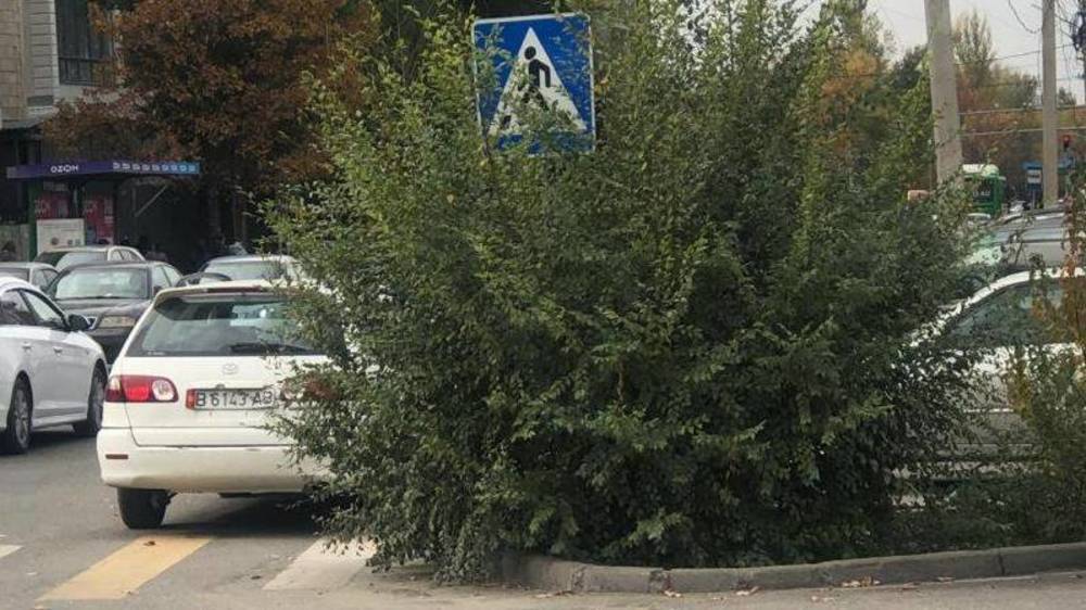 Куст на Суеркулова закрывает обзор водителями. Ответ мэрии