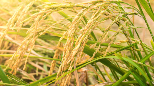 экспорт риса