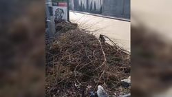 Возле мусорной площадки по Дзержинского—Пролетарская оставили кучу веток, - горожанин