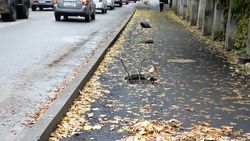На новом тротуаре по Айни нет решеток ливнеприемников. Ответ «Бишкекасфальтсервис»