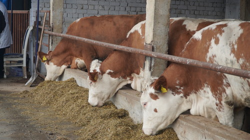 идентификация скота