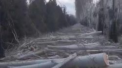 Зеленые насаждения после снова тополей на Айтматова будут перемещены в питомник «Бишкекзеленстроя»