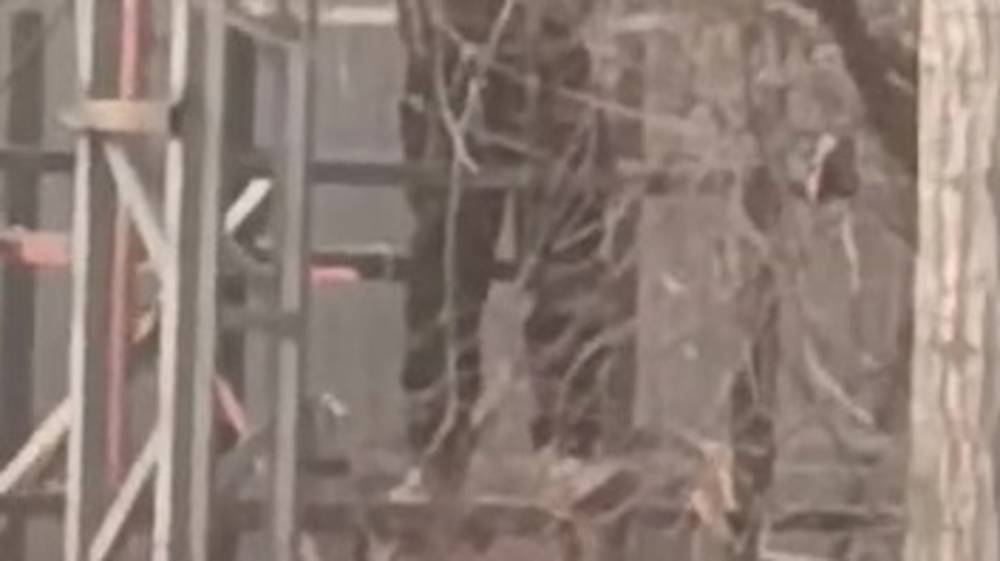 На ул.Камской для расширения кафе вырубают деревья. Видео горожанина