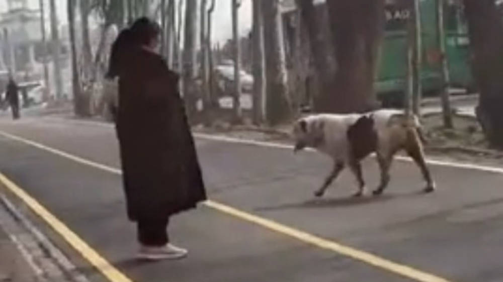 Огромный алабай гуляет по Асанбаю. Видео