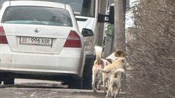 Горожанка жалуется на бродячих собак. Фото