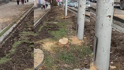 Зачем вырубили деревья на Чуй—Ибраимова? - горожанин